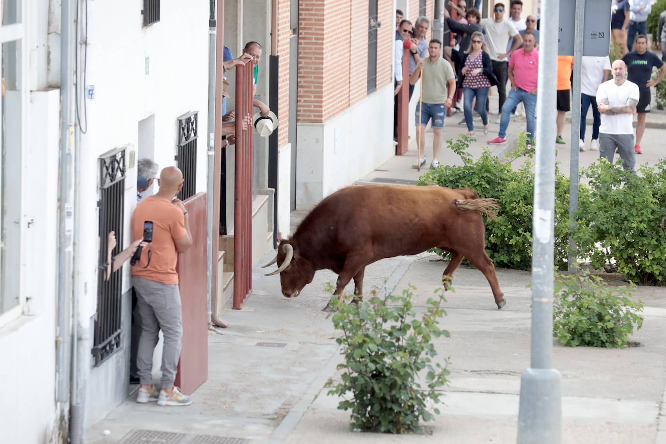 Encierro en la Seca con motivo de la Fiesta del Verdejo