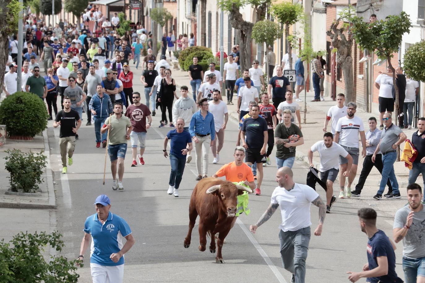 Encierro en la Seca con motivo de la Fiesta del Verdejo