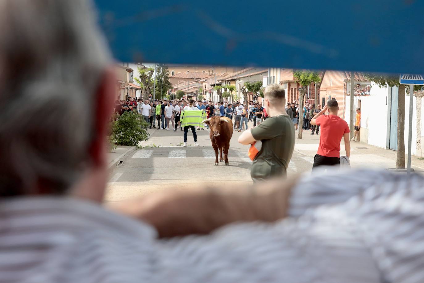 Encierro en la Seca con motivo de la Fiesta del Verdejo