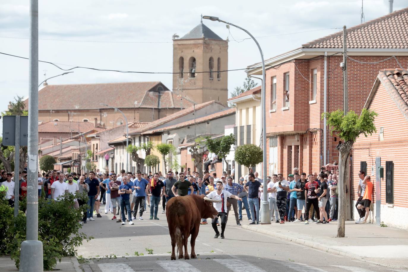 Encierro en la Seca con motivo de la Fiesta del Verdejo