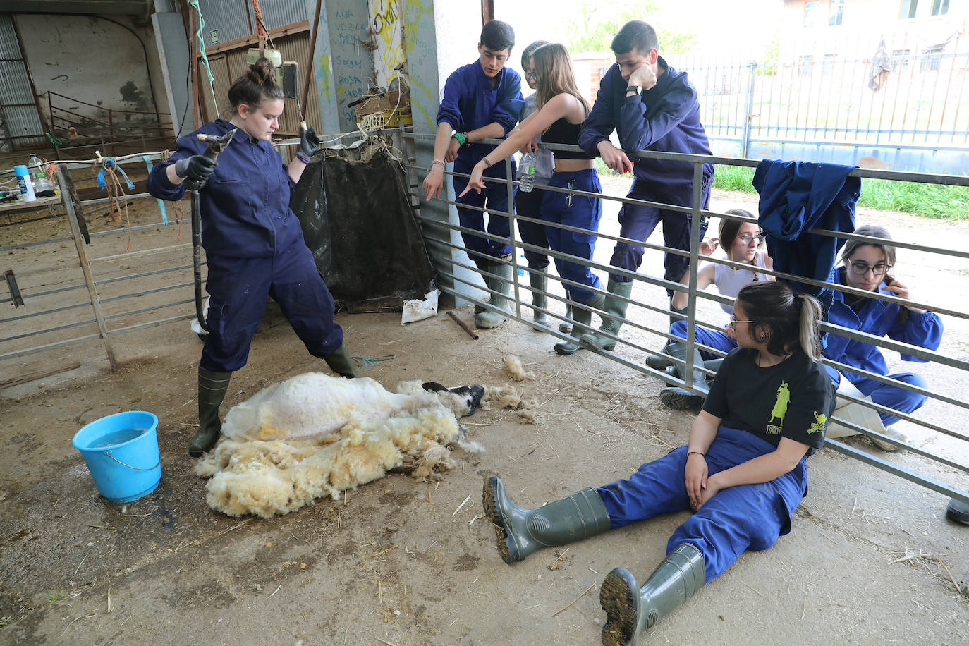 El centro de Viñalta ofrece un curso para aprender a esquilar ovejas