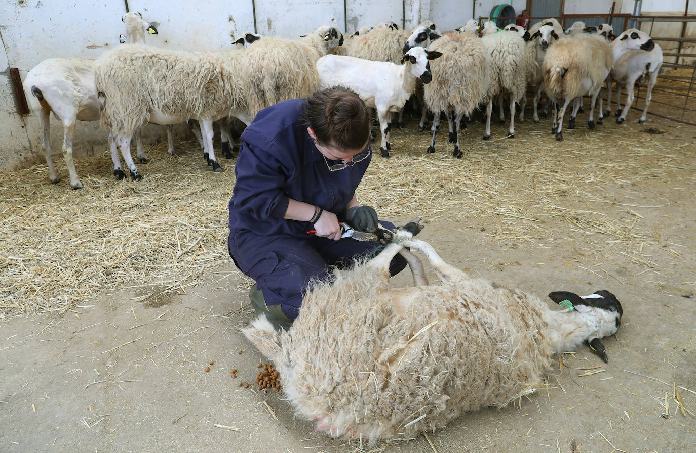 El centro de Viñalta ofrece un curso para aprender a esquilar ovejas