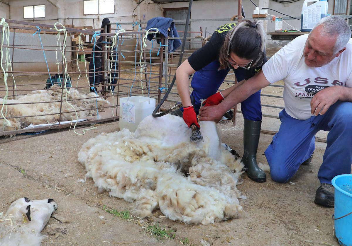 El centro de Viñalta ofrece un curso para aprender a esquilar ovejas