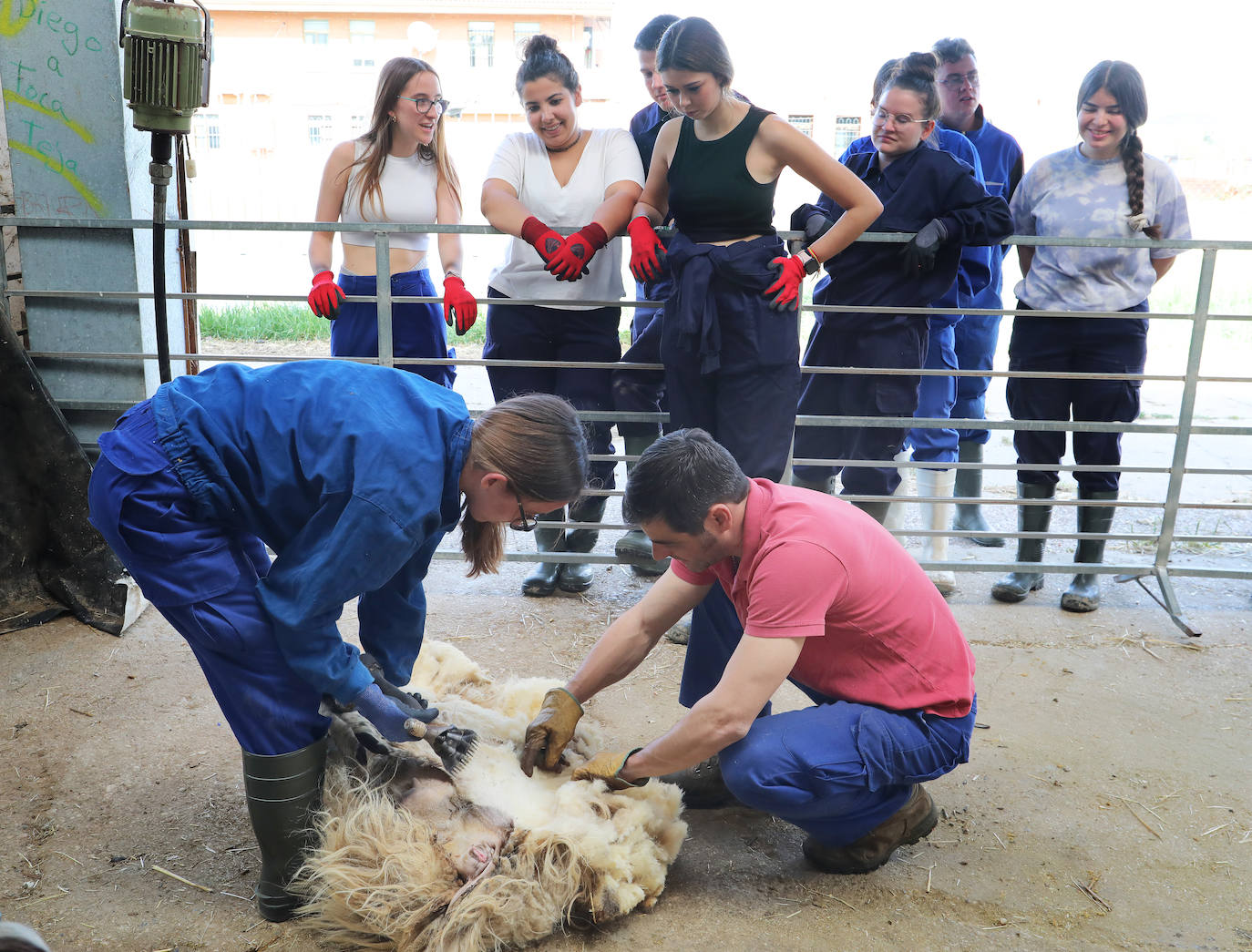 El centro de Viñalta ofrece un curso para aprender a esquilar ovejas