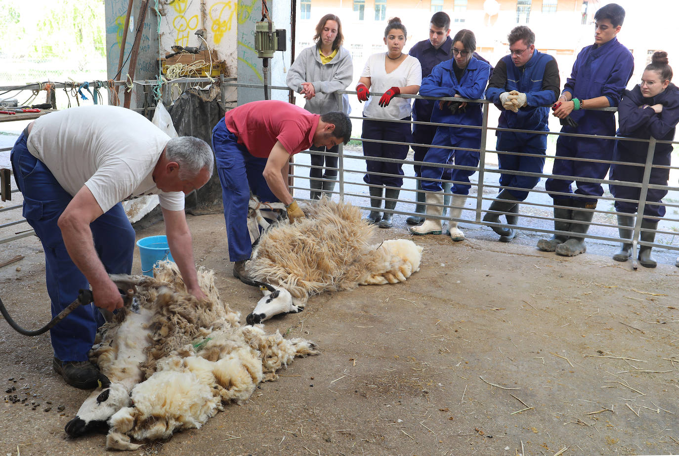 El centro de Viñalta ofrece un curso para aprender a esquilar ovejas