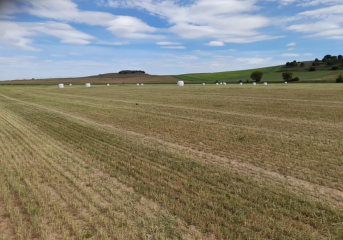 Cebada en un secano en el Bajo Duero.