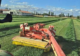 Siega de alfalfa.