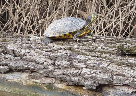 Imagen secundaria 1 - Arriba, la tortuga leprosa fotografiada en El Palero. Debajo, a la izquierda, una tortuga de Florida, en el mismo hábitat. A la derecha, tronco seco de la isla por el que ascendió la tortuga leprosa.