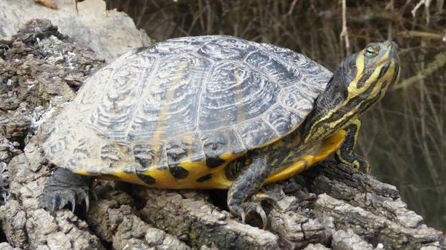 Imagen antes - Una tortuga de Florida (izquierda) y una leprosa (derecha), fotografiadas en El Palero.