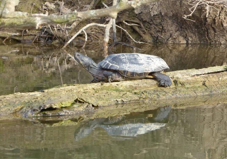Imagen principal - Arriba, la tortuga leprosa fotografiada en El Palero. Debajo, a la izquierda, una tortuga de Florida, en el mismo hábitat. A la derecha, tronco seco de la isla por el que ascendió la tortuga leprosa.