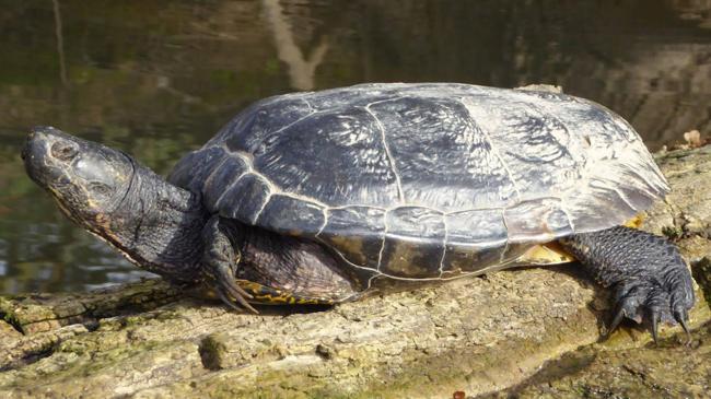 Imagen después - Una tortuga de Florida (izquierda) y una leprosa (derecha), fotografiadas en El Palero.