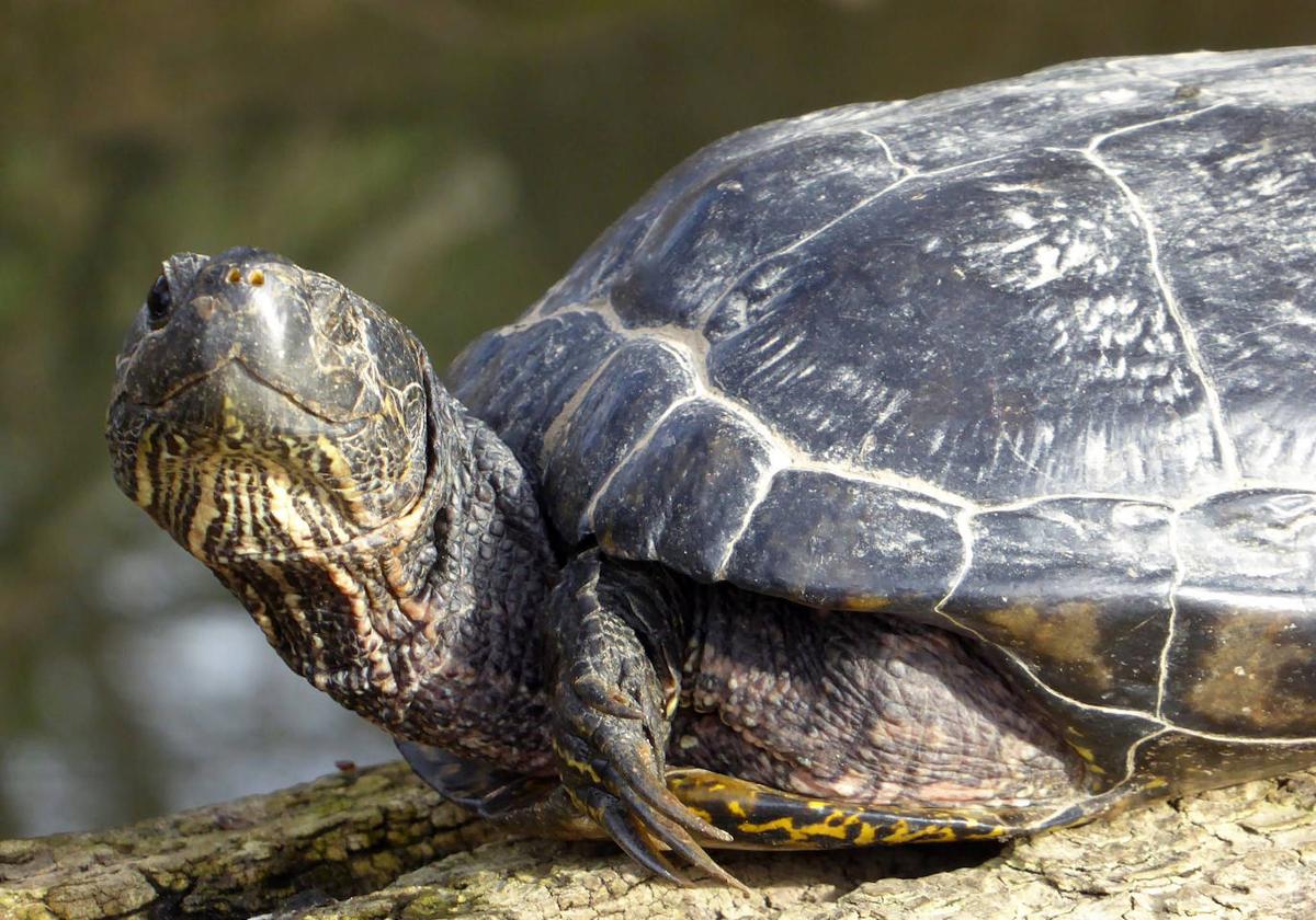 Tortuga leprosa, autóctona del país, al sol en un tronco de la isla de El Palero del Pisuerga en una fotografía tomada hace una semana.