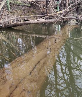 Imagen secundaria 2 - Arriba, la tortuga leprosa fotografiada en El Palero. Debajo, a la izquierda, una tortuga de Florida, en el mismo hábitat. A la derecha, tronco seco de la isla por el que ascendió la tortuga leprosa.