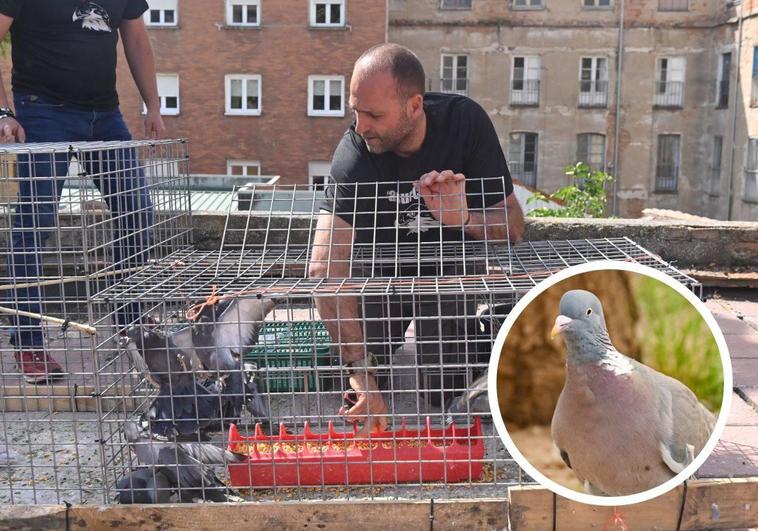 El técnico de control de plagas José Luis Marín inspecciona una de las jaulas con las que retira las palomas de la ciudad. En detalle, ejemplar de torcaz.