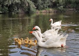 Ocas con sus polluelos en las aguas del Pisuerga.