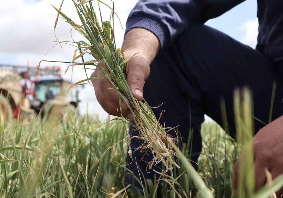 Un agricultor muestra plantas de cereal en Zamora.