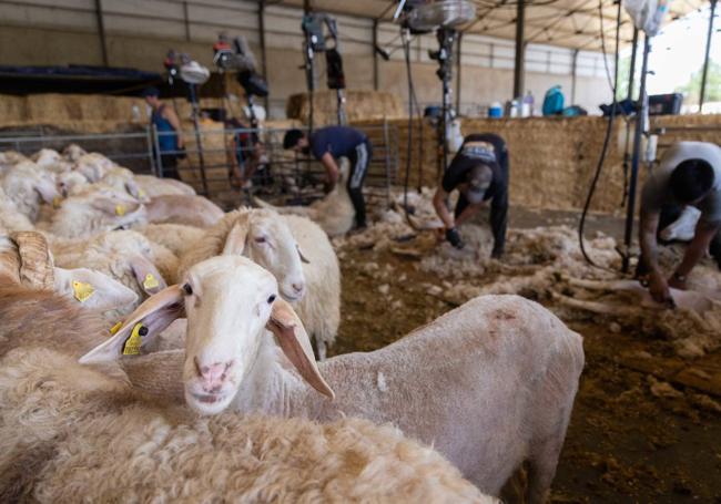 Labores de esquileo en la finca ganadera de Pollos.