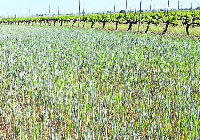 Aspecto de un sembrado de cereal de la Zona Páramo de Corcos, en Moradillo, entre Burgos ySegovia, la pasada semana.