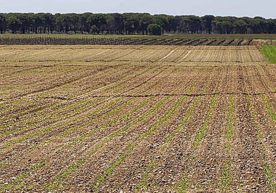 Parcela sembrada de remolacha en la provincia de Valladolid.