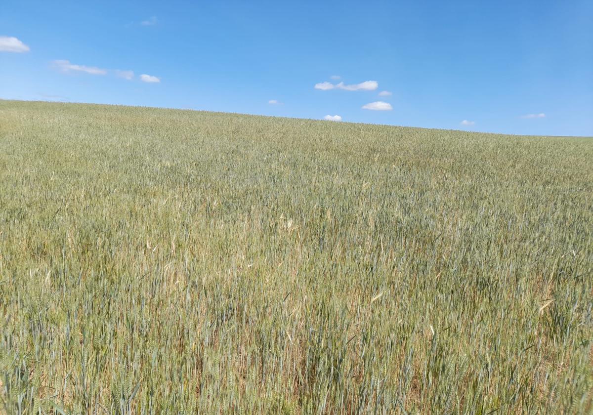 Parcela de trigo en secano en la provincia de Valladolid.