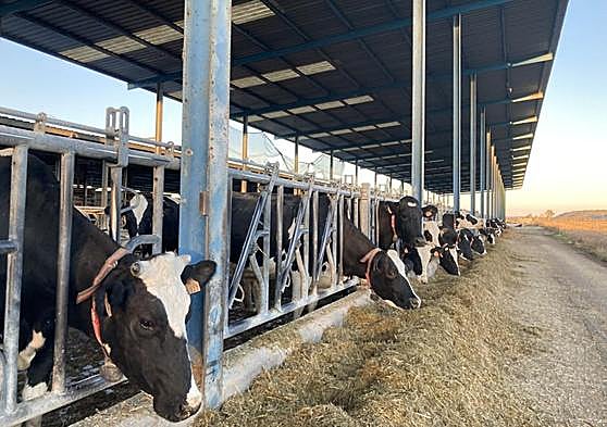 Explotación de vacuno de leche en la provincia de Valladolid.