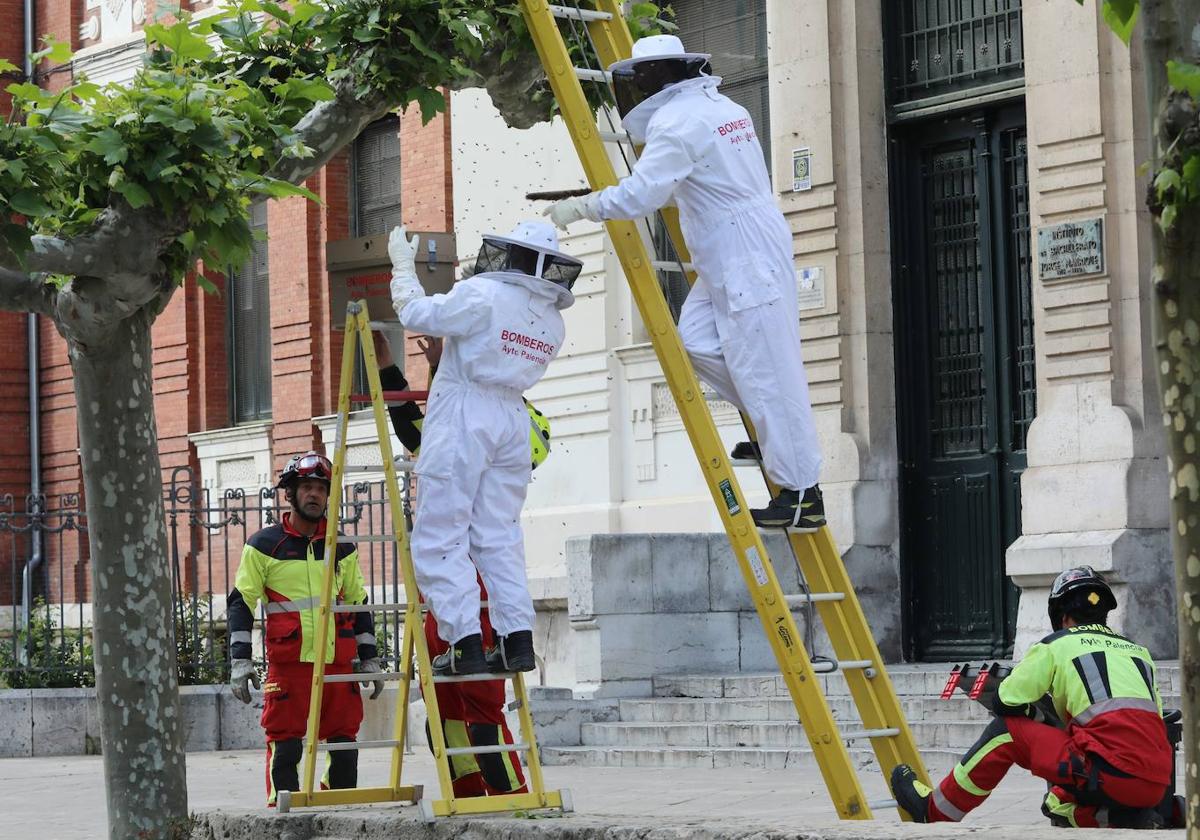 Los bomberos retiran el enjambre de abejas.