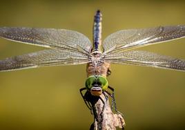 Cómo actuar en caso de que te pique un insecto