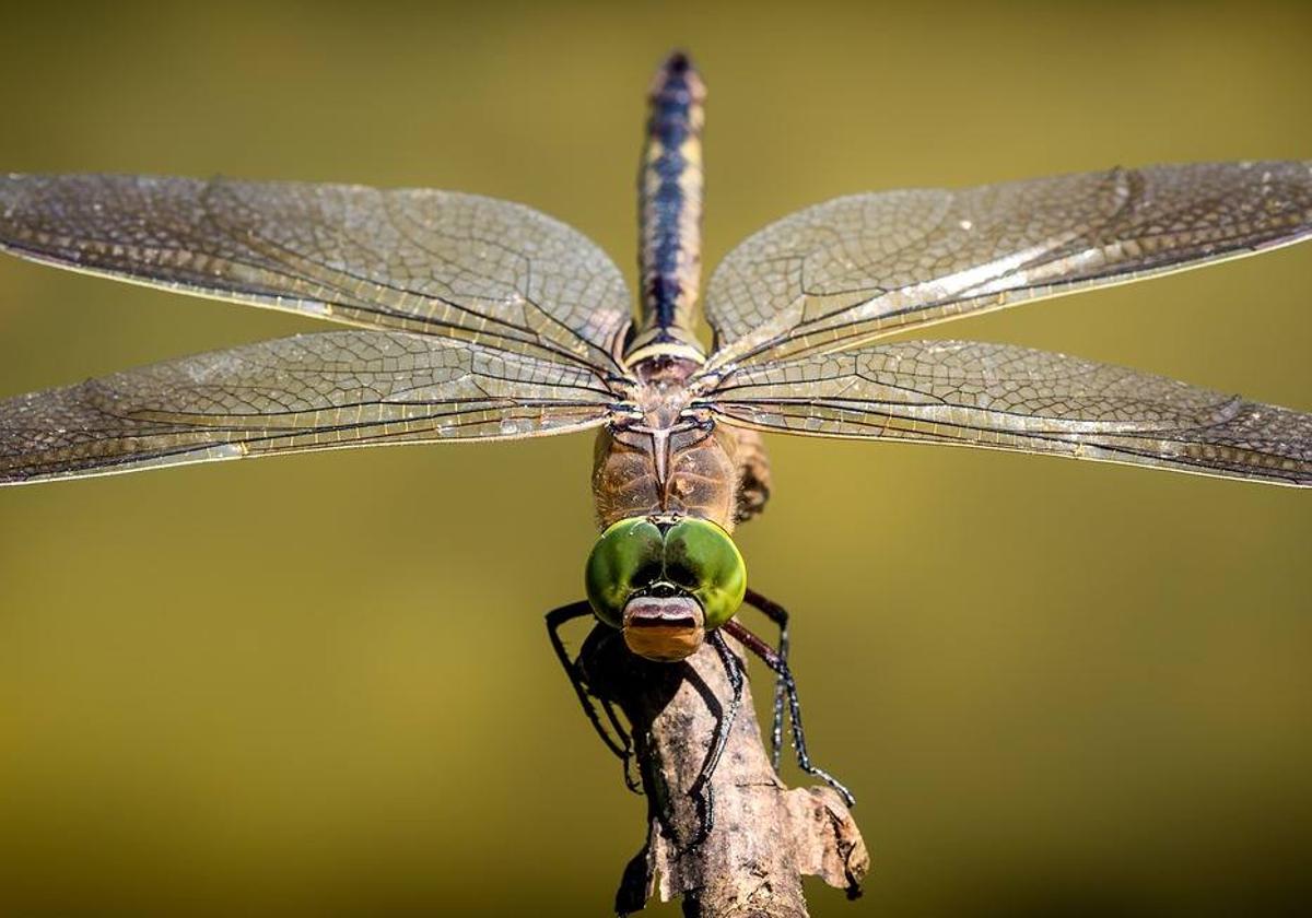 Cómo actuar en caso de que te pique un insecto