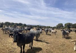 Vacas de raza morucha en una explotación de Tamames, Salamanca, donde se aprecia la falta de pasto.