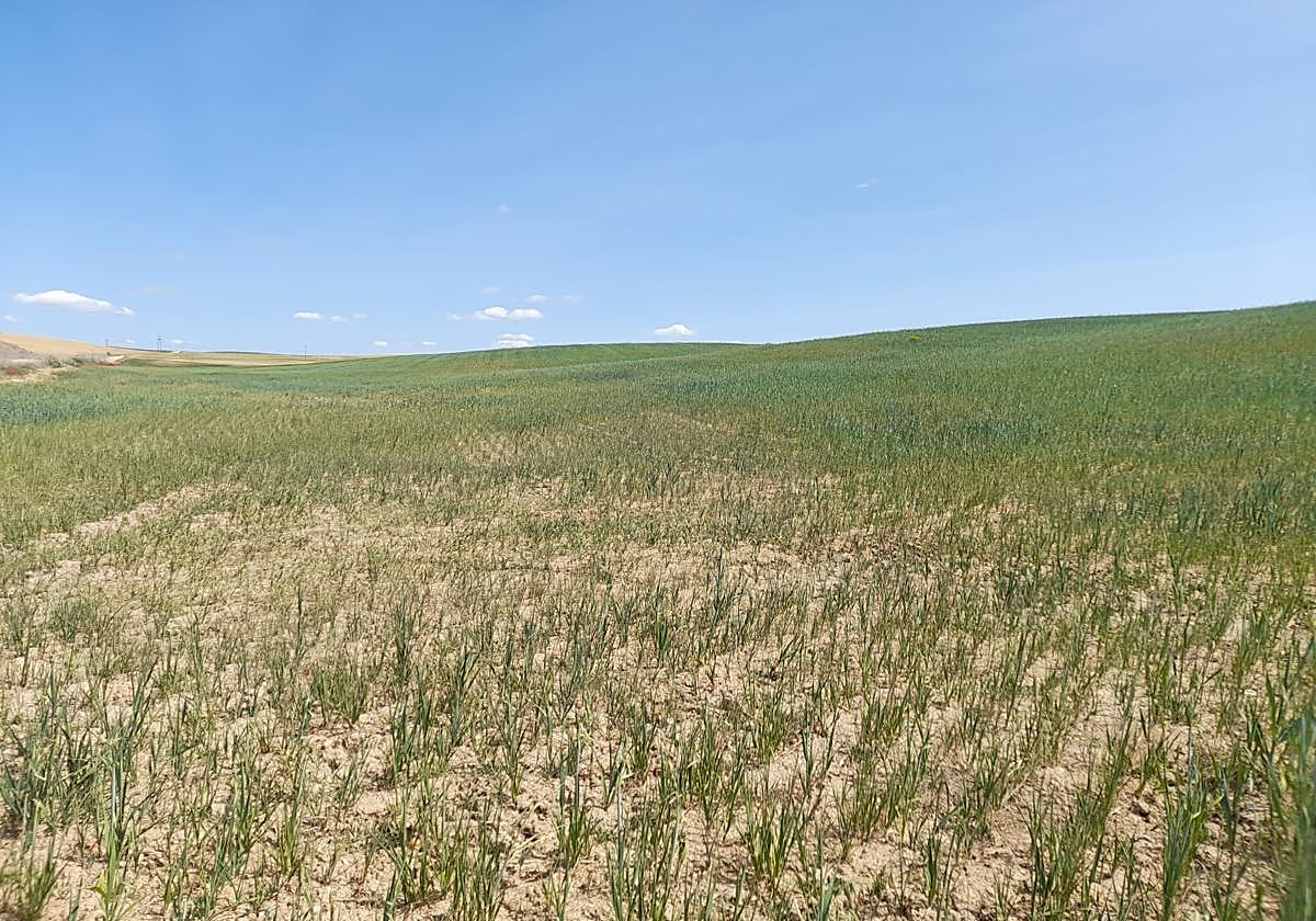 Parcela de avena hace una semana en la provincia de Valladolid.