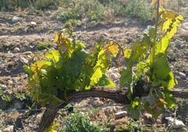 Viñedo en Ribera el Duero afectado por una helada esta misma semana.