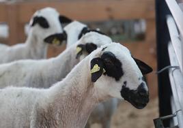 Anche incide en la calidad de la leche y de la carne, con las mejores medias de producción lechera