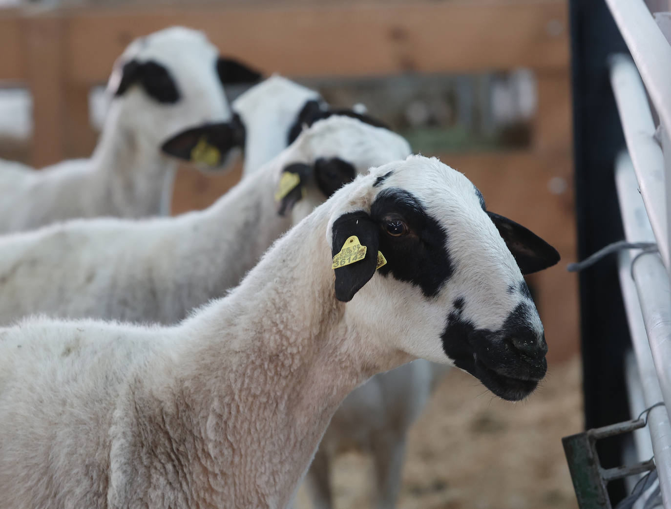 Feria Nacional de Ganado Ovino Selecto de Raza Churra en Palencia