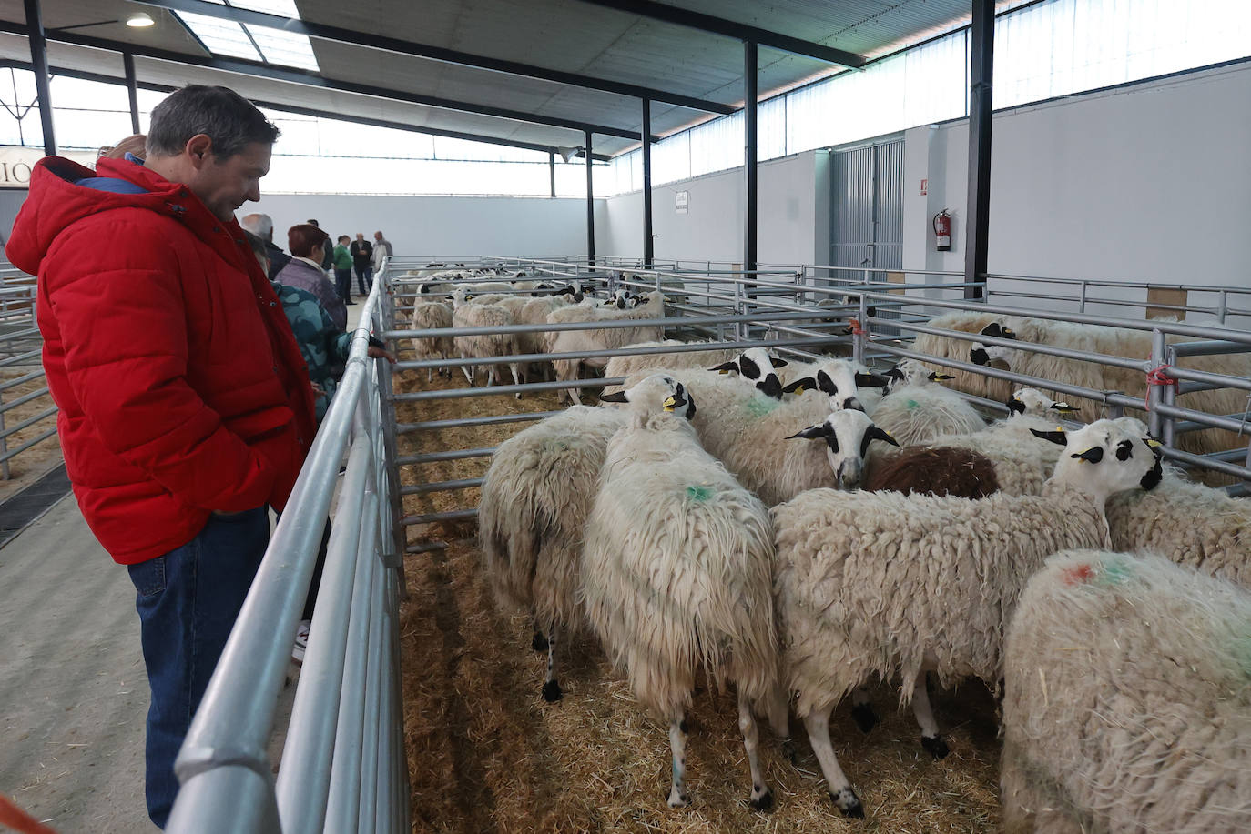 Feria Nacional de Ganado Ovino Selecto de Raza Churra en Palencia