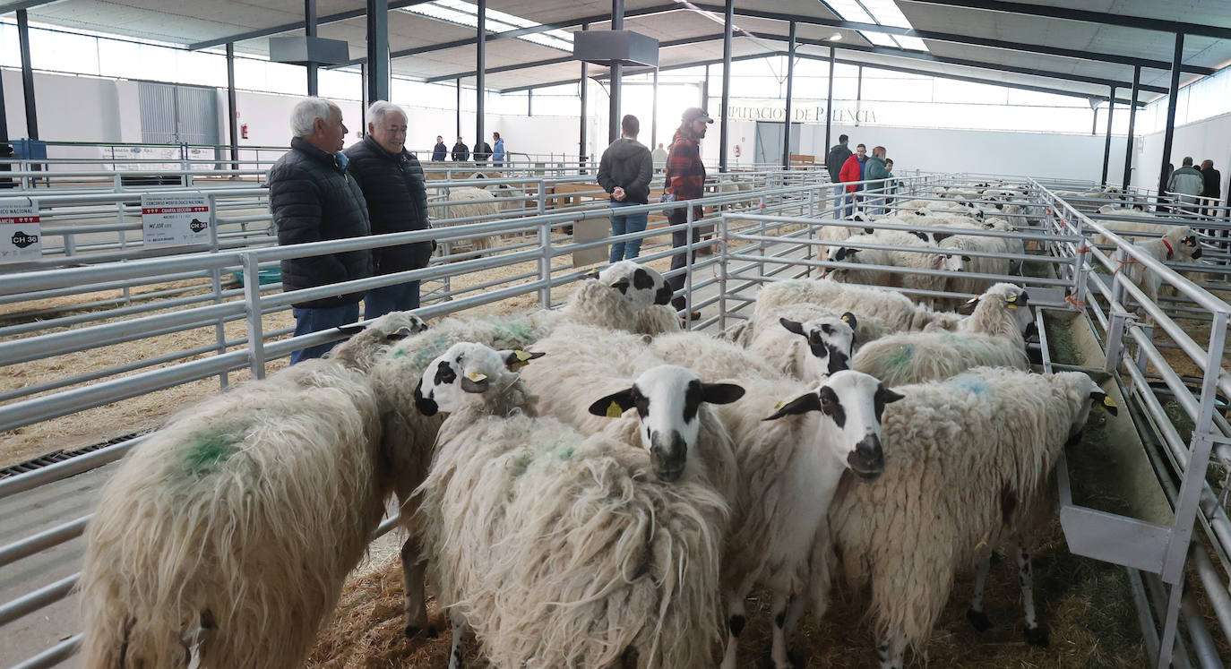 Feria Nacional de Ganado Ovino Selecto de Raza Churra en Palencia