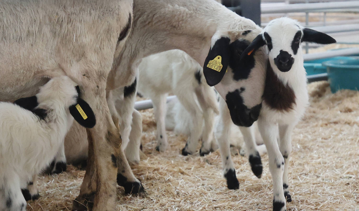 Feria Nacional de Ganado Ovino Selecto de Raza Churra en Palencia