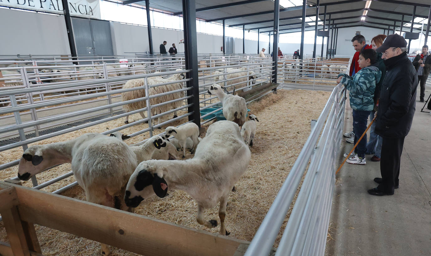 Feria Nacional de Ganado Ovino Selecto de Raza Churra en Palencia