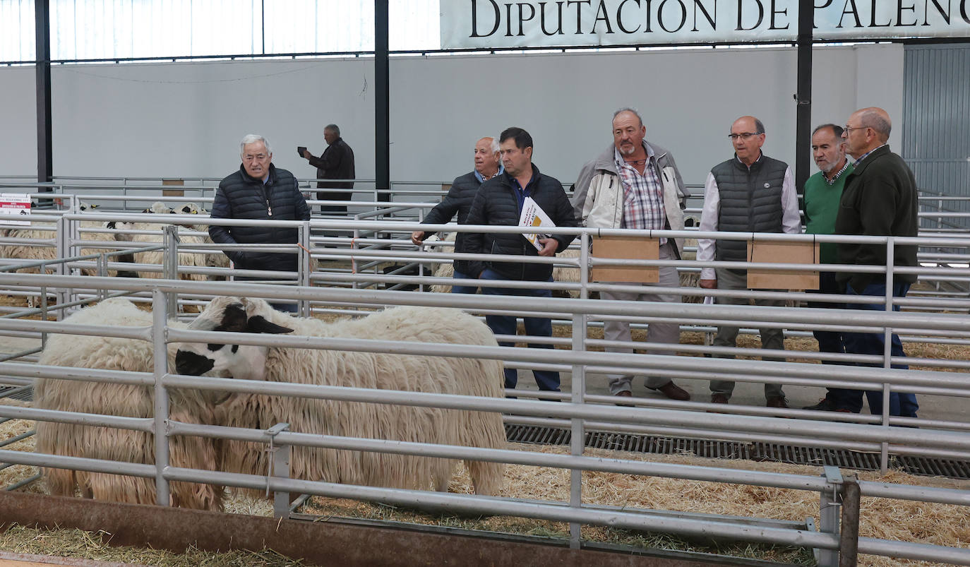 Feria Nacional de Ganado Ovino Selecto de Raza Churra en Palencia