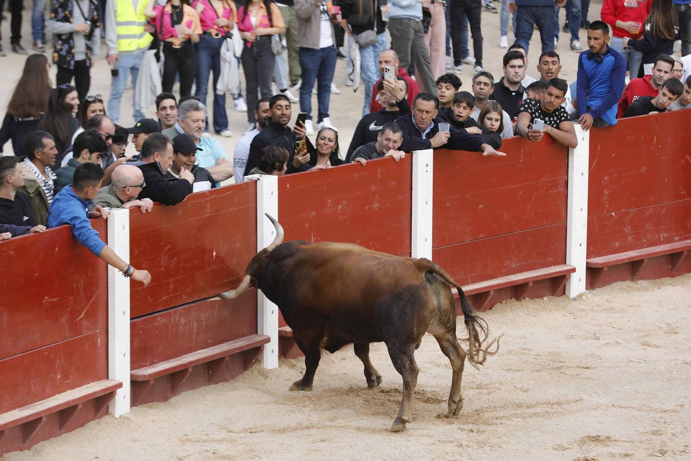 Los Toros de Mayo arrancan con un gran ambiente festivo en Peñafiel