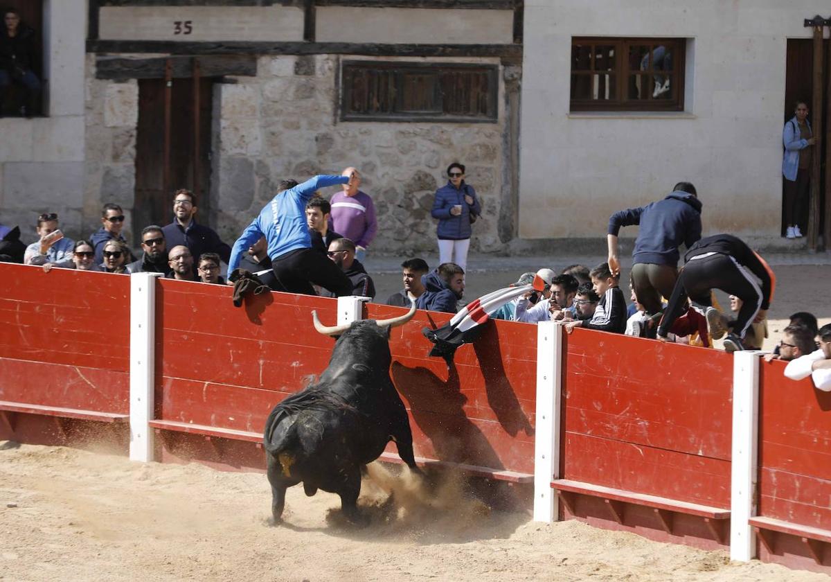 Peñafiel despide el fin de semana con un encierro limpio