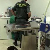 Investigados por ejercer como veterinarios sin serlo en una clínica de Valladolid