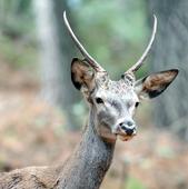 Juzgados tres cazadores por matar un ciervo sin permiso en un coto de Celada