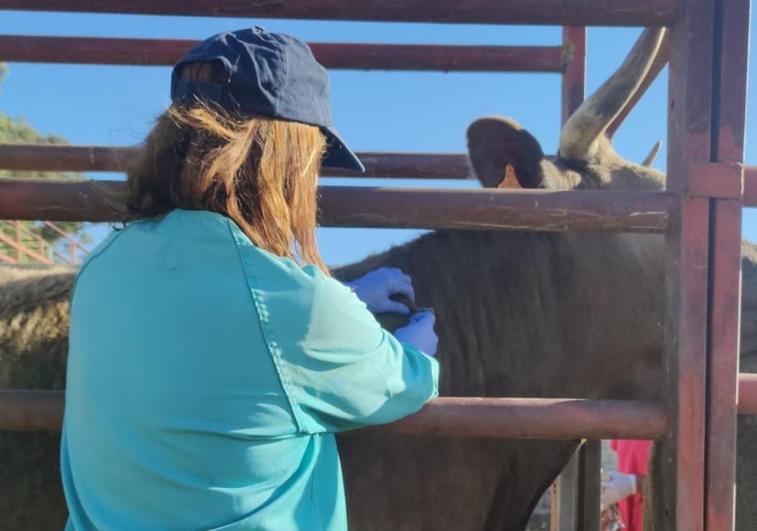 La prevalencia de tuberculosis bovina sube un 0,66% en el último año