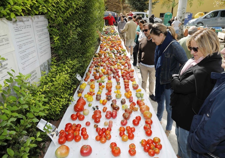 Muestra de tomates en la feria de 2022.