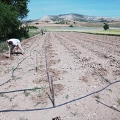 Piñel de Abajo planta una colección de variedades de tomate de récord