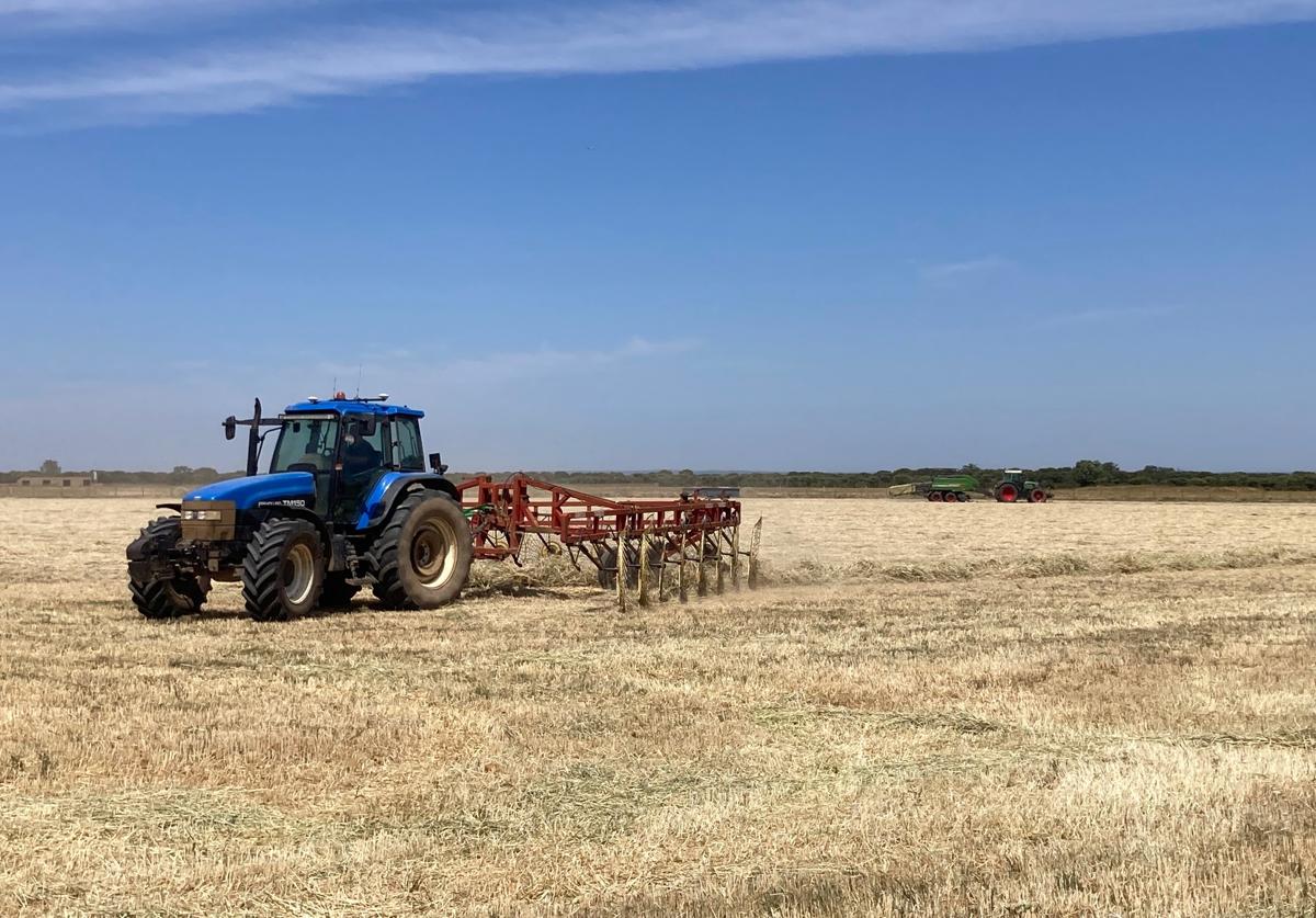 Un agricultor pasa el rastrillo hilerador en una tierra que estaba sembrada de trigo y se ha segado en verde.