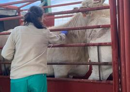 Una veterinaria realiza una prueba a una vaca.
