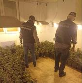 Los viajes a Frómista del grupo de tráfico y cultivo de cannabis desataron la operación