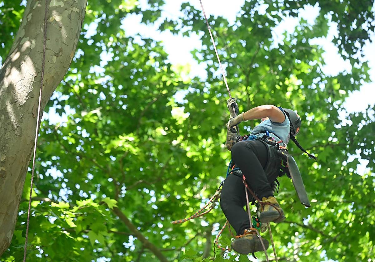 XX Campeonato de España de Trepa de Árboles en el Campo Grande de Valladolid