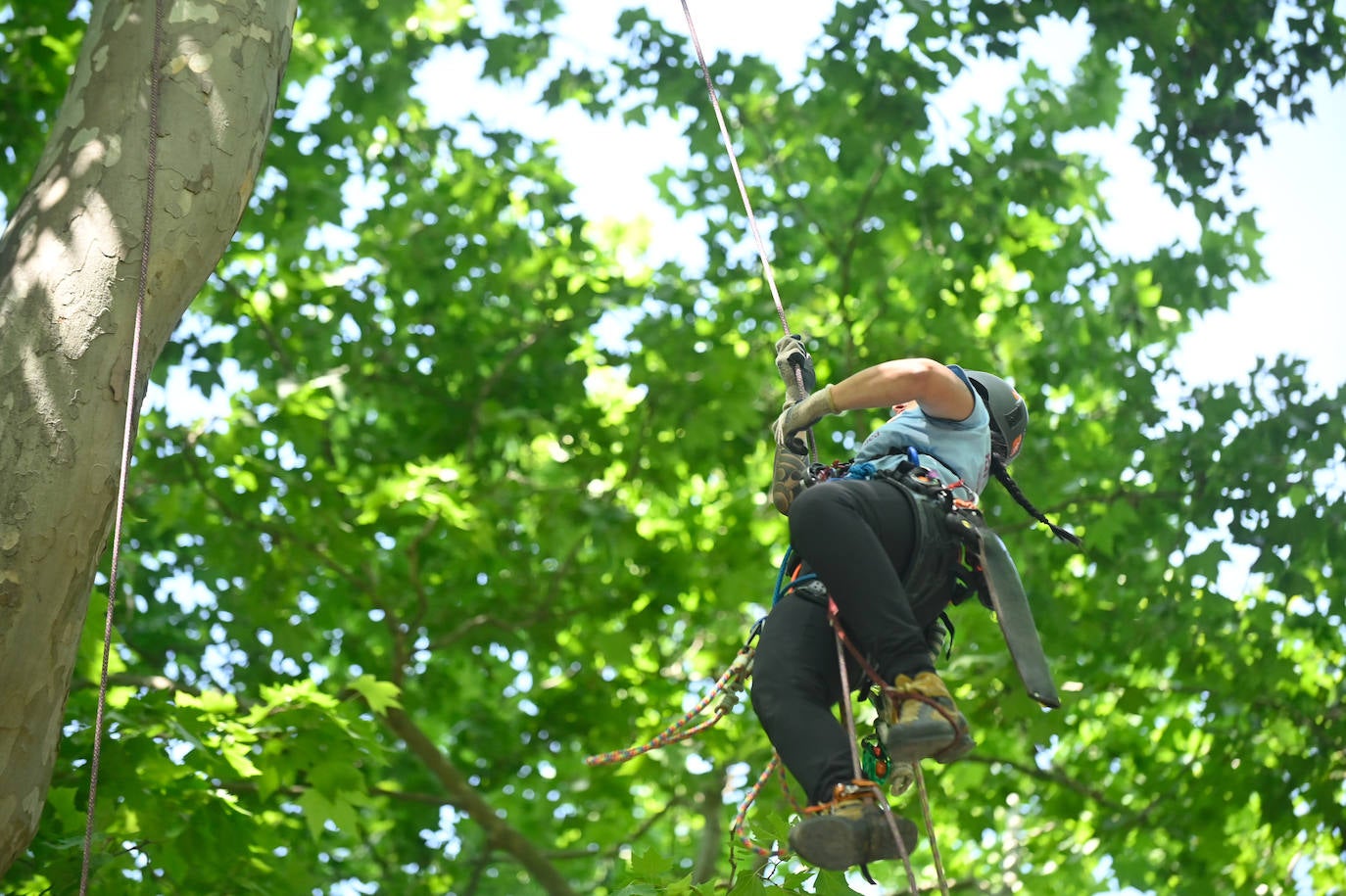 XX Campeonato de España de Trepa de Árboles en el Campo Grande de Valladolid